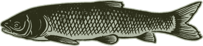 Grass Carp