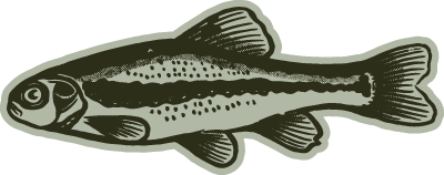 Fathead Minnows